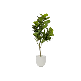 Plante décorative